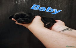 Mixed Breed dogs for sale: Pug x Lucher  - Image 24