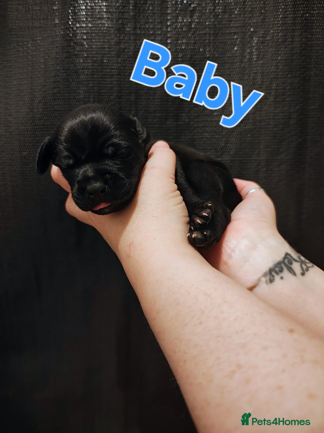 Mixed Breed dogs for sale: Pug x Lucher  - Image 24