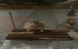Gerbil rodents for sale: Lone gerbil  - Image 1