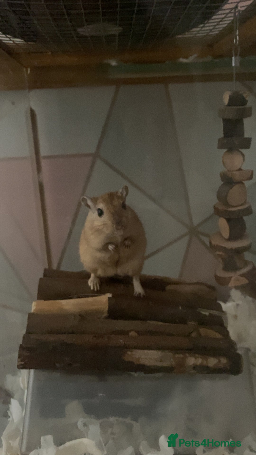 Gerbil rodents for sale: Lone gerbil  - Image 1