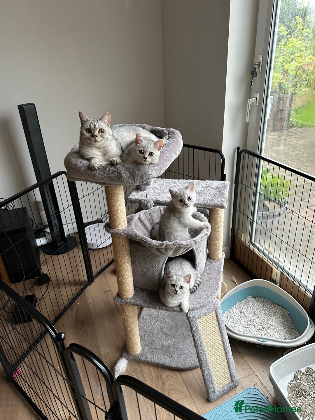British Shorthair cats for sale: 2x British Shorthair - Advert 20