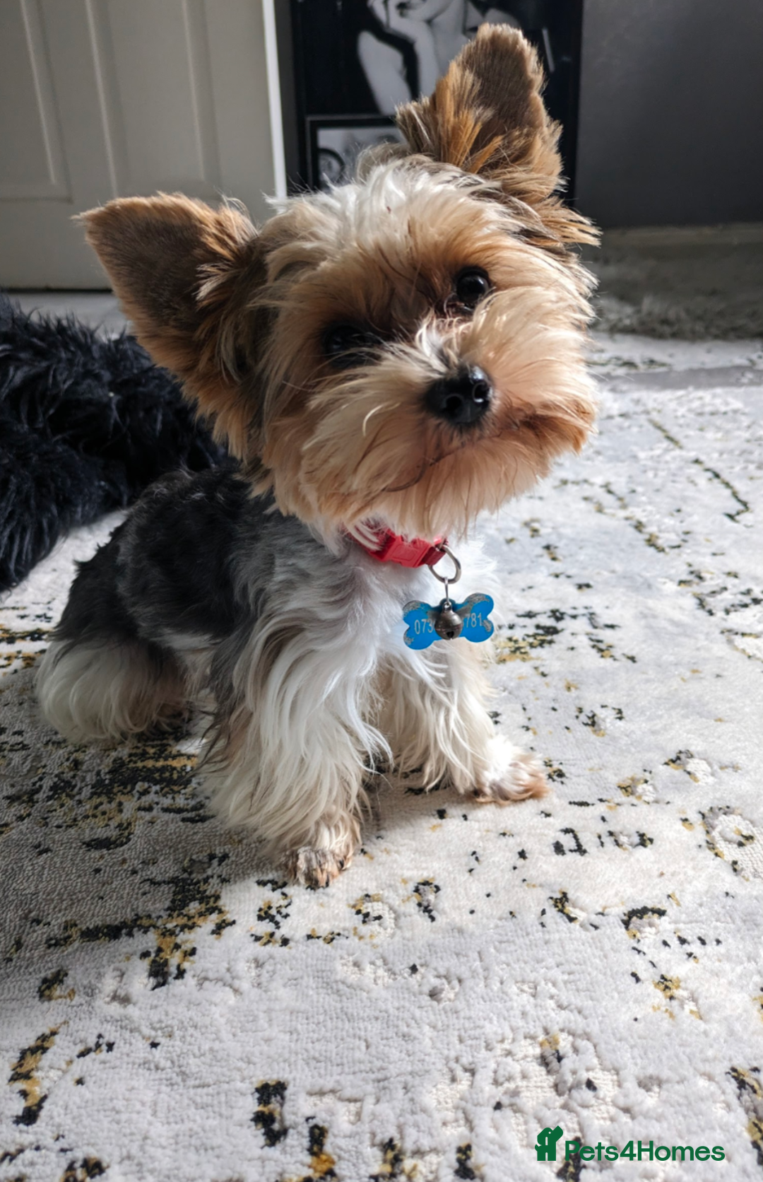 Yorkshire Terrier dogs for stud: Experienced boY for stud small just 1.8kg s in Watford - Advert 3
