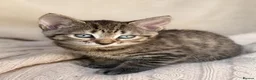 Mixed Breed cats for sale: 🐾 Kittens Looking for Loving Homes  - Advert 7