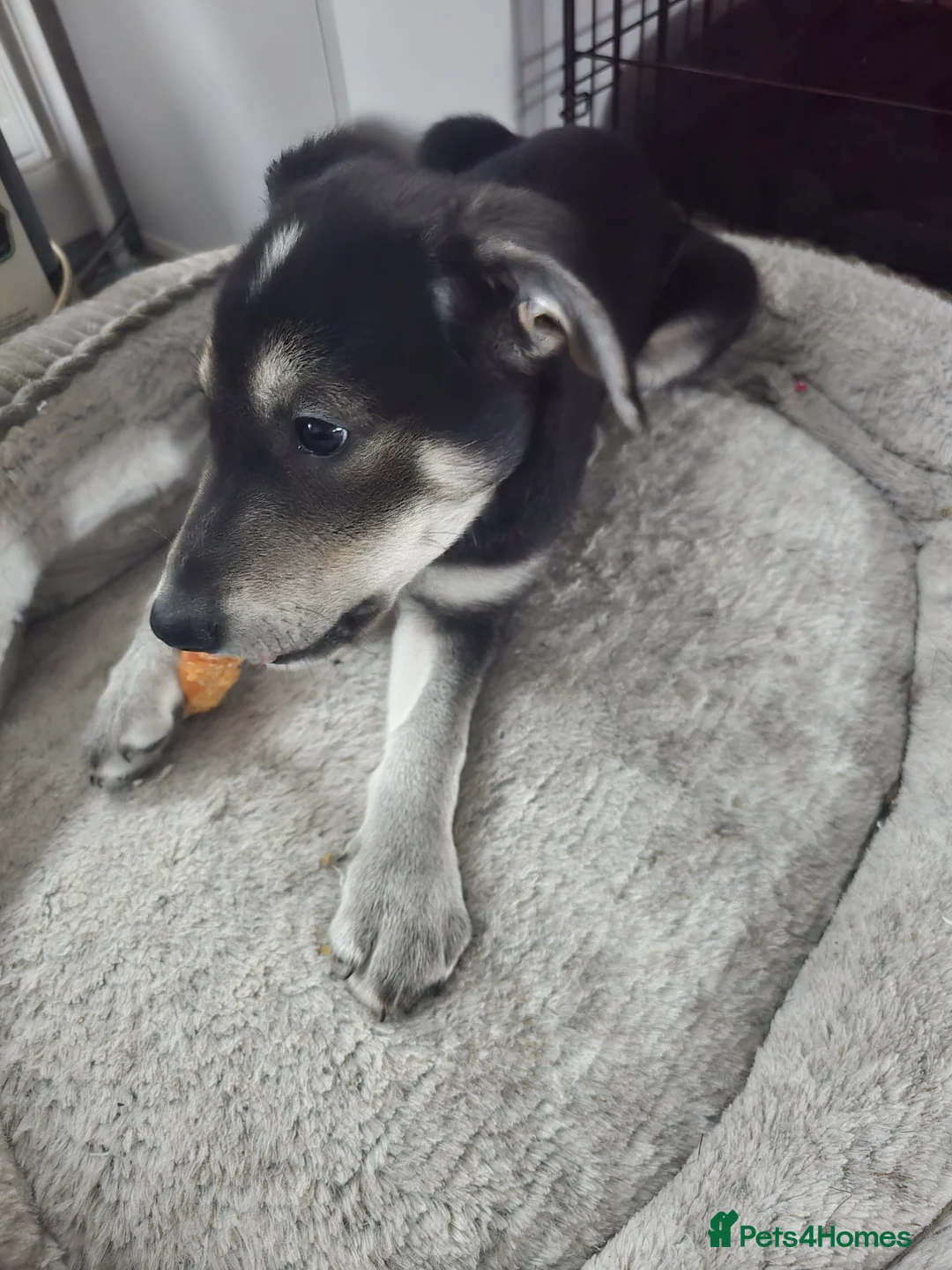 Mixed Breed dogs for sale:  Last puppy looking for his forever home ;)   - Advert 37