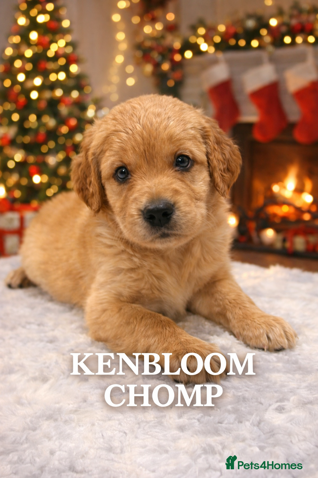 Golden Retriever dogs KC Dark Golden Retrievers 🧬 Health Tested Parents - Advert 3