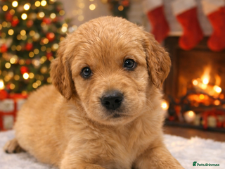 Golden Retriever dogs KC Dark Golden Retrievers 🧬 Health Tested Parents - Advert 3