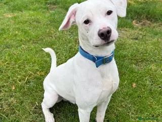 Mixed Breed dogs Aspen (white beagle mix) - Advert 1