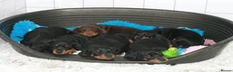 Dobermann dogs for sale: Evalesco Dobermanns - Advert 4