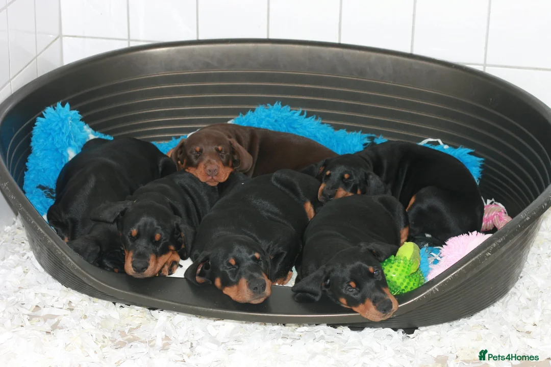 Dobermann dogs for sale: Evalesco Dobermanns - Advert 4