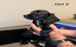 Cocker Spaniel dogs for sale: Beautiful cocker spaniel puppies ready now - Image 16