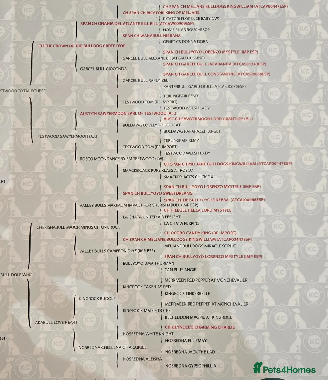 English Bulldog dogs for sale: Beautiful standard male bulldog available  - Advert 6