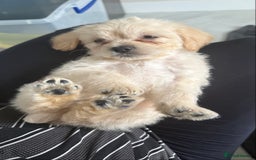 Mixed Breed dogs for sale: 6 fluffy frenchie cross puppies - Image 5
