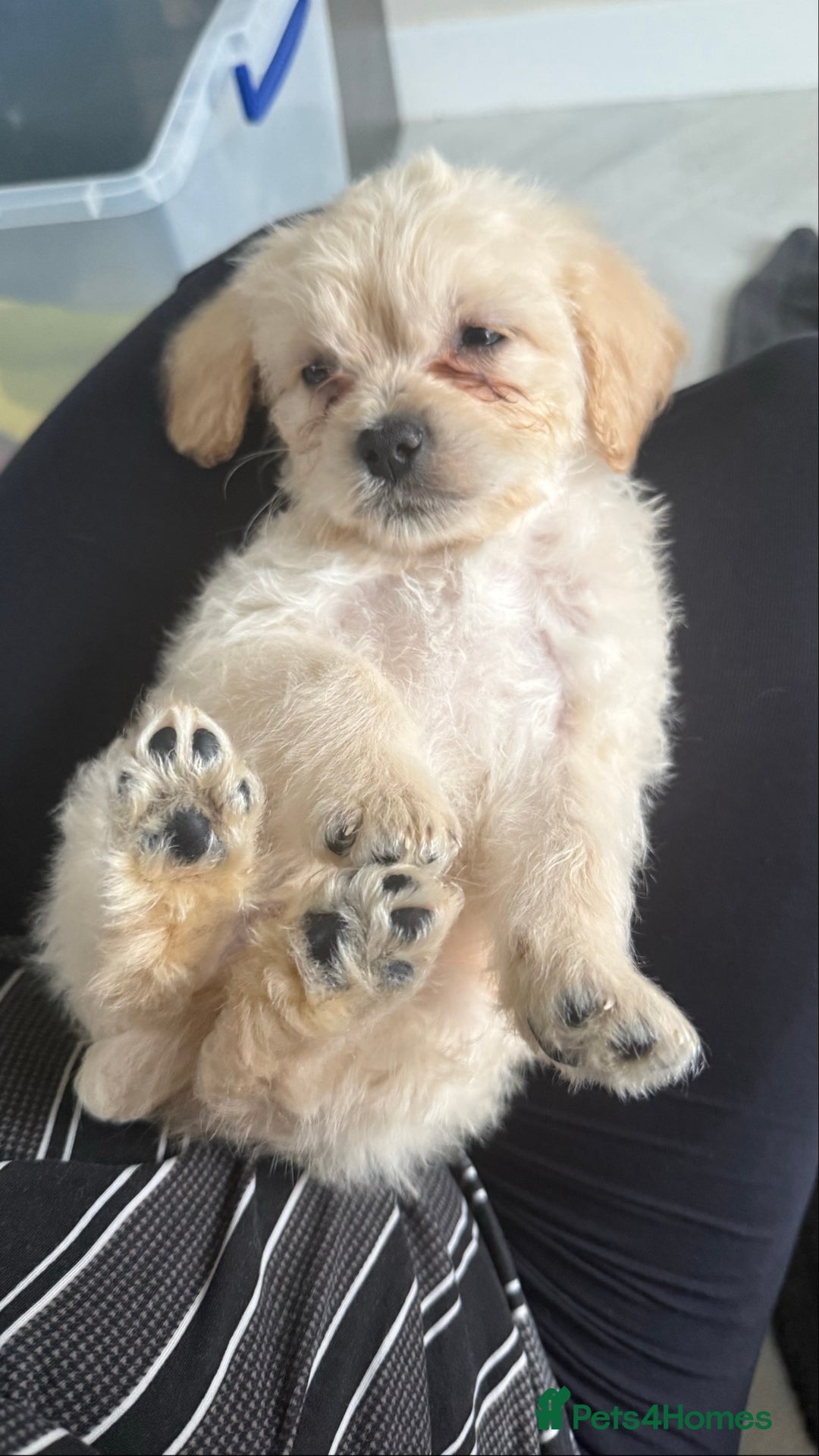 Mixed Breed dogs for sale: 6 fluffy frenchie cross puppies - Image 5