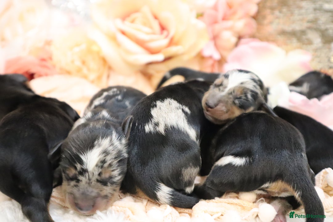 Miniature Dachshund dogs for sale: KC Miniature Dachshund Puppies - Advert 5