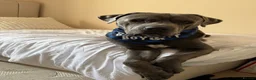 Cane Corso dogs for adoption: Rehoming my beautiful Grey Cane Corso Max  in Broxbourne - Advert 4