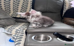 Maine Coon cats for sale: 1 beautiful Male kitten left - Image 17