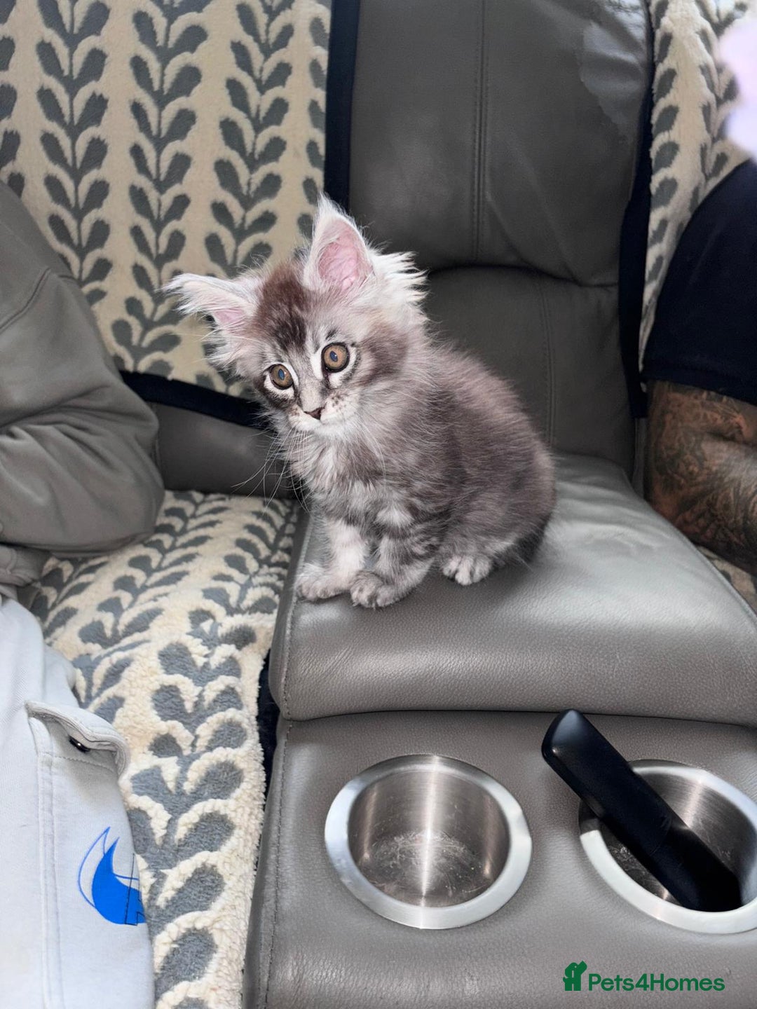 Maine Coon cats for sale: 1 beautiful Male kitten left - Image 17