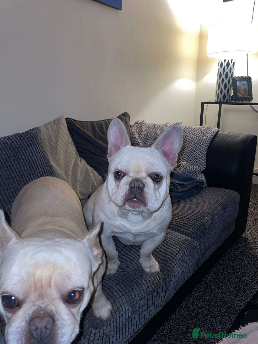 French Bulldog dogs for sale: French bulldog puppies - Advert 6