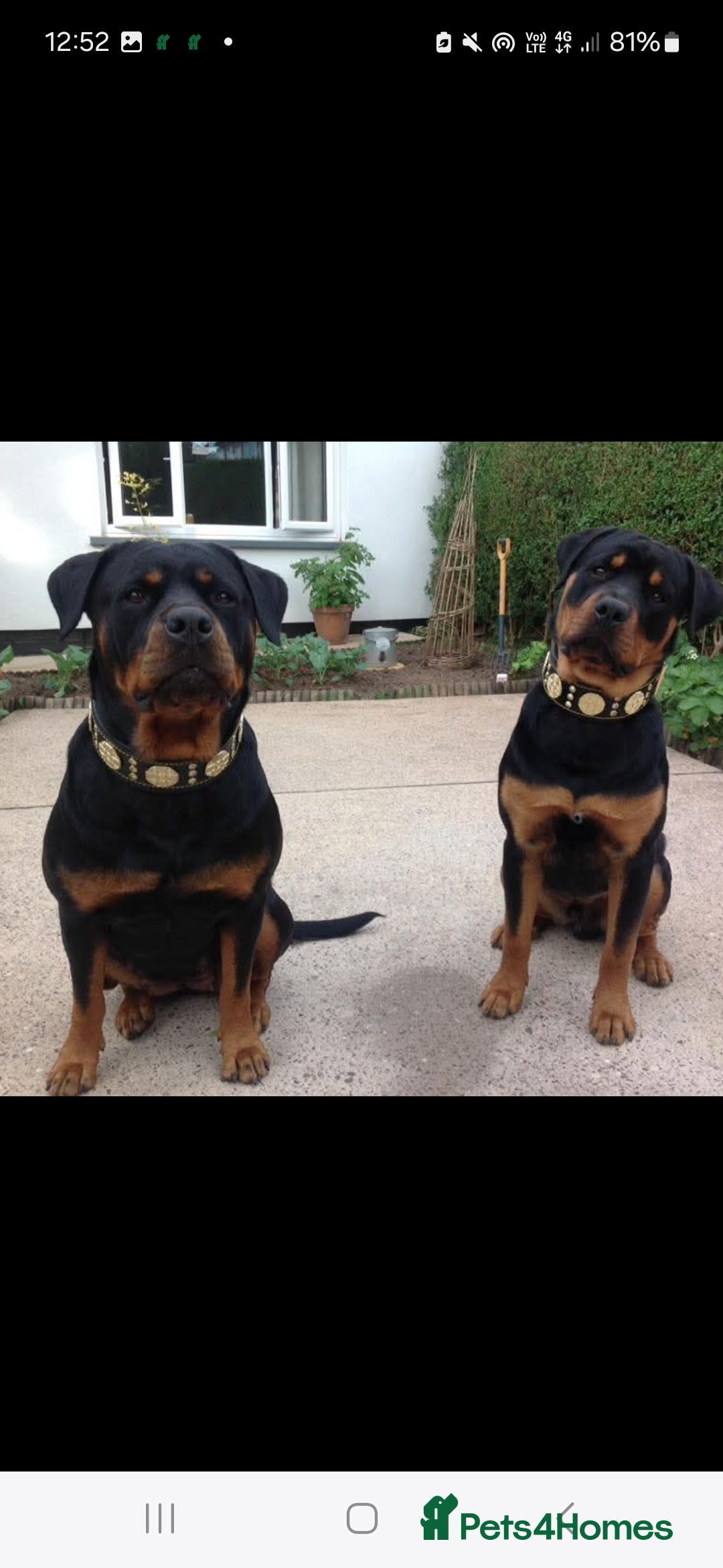 Rottweiler dogs for sale: Rotty pupps for sale 13 ( 6 girl 6 boy) left - Advert 13
