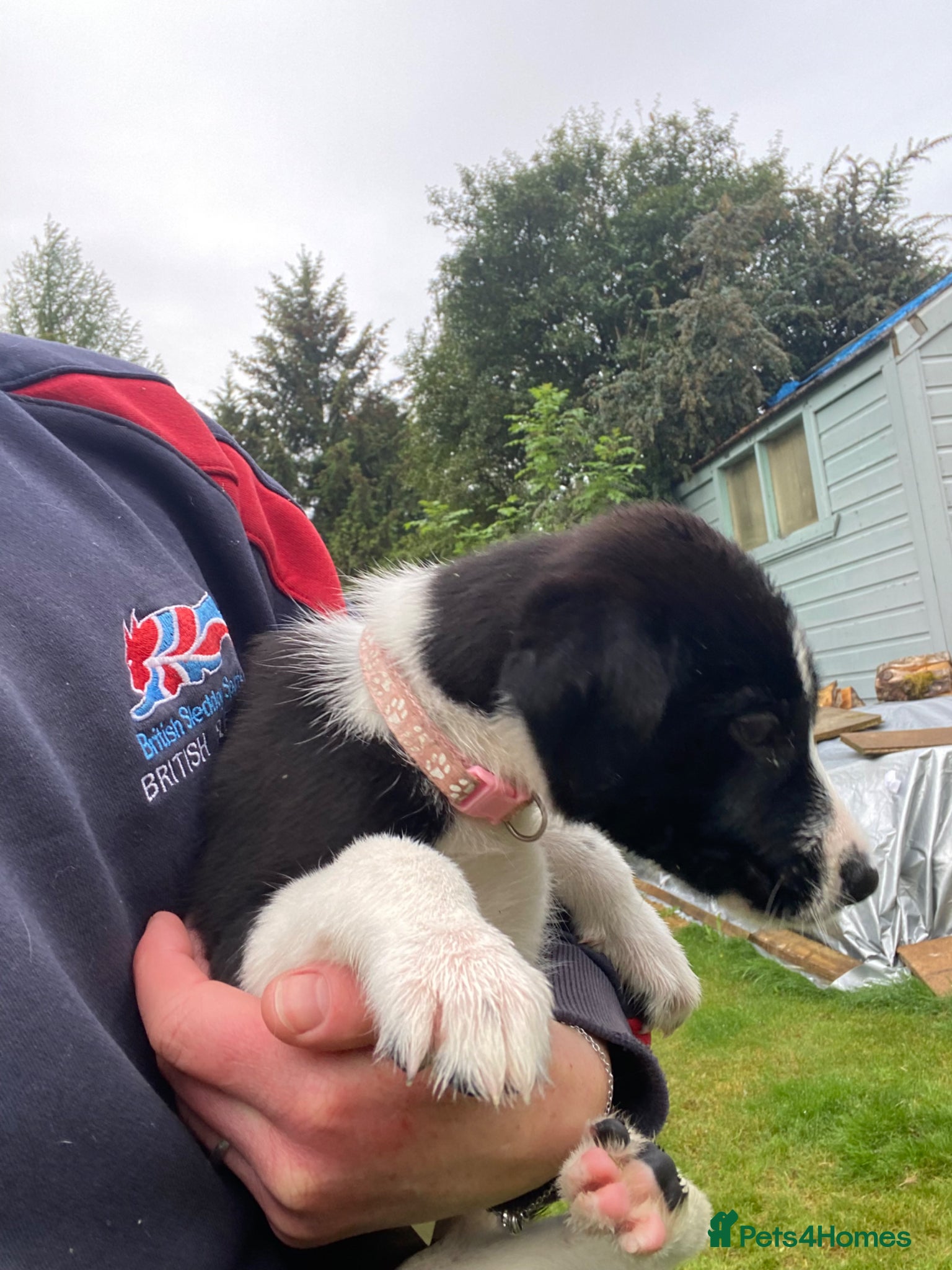 Mixed Breed dogs for sale: Border Collie Cross Pups ready for forever homes in Cairndow - Advert 15