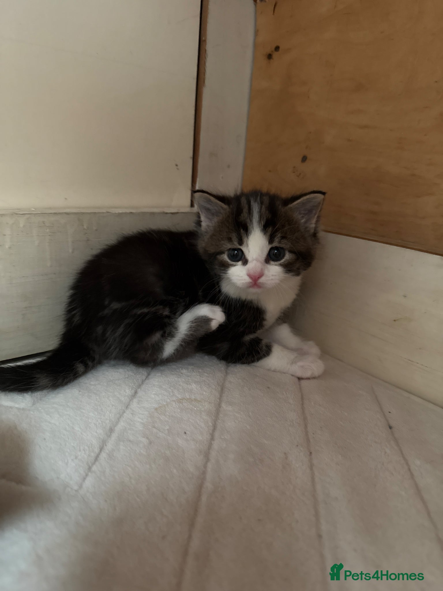 Mixed Breed cats 4 lovely kittens - Advert 12