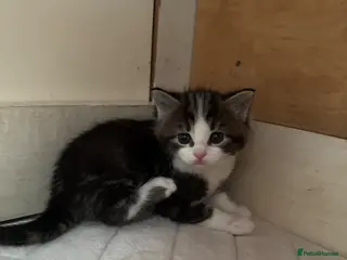 Mixed Breed cats 4 lovely kittens - Advert 12