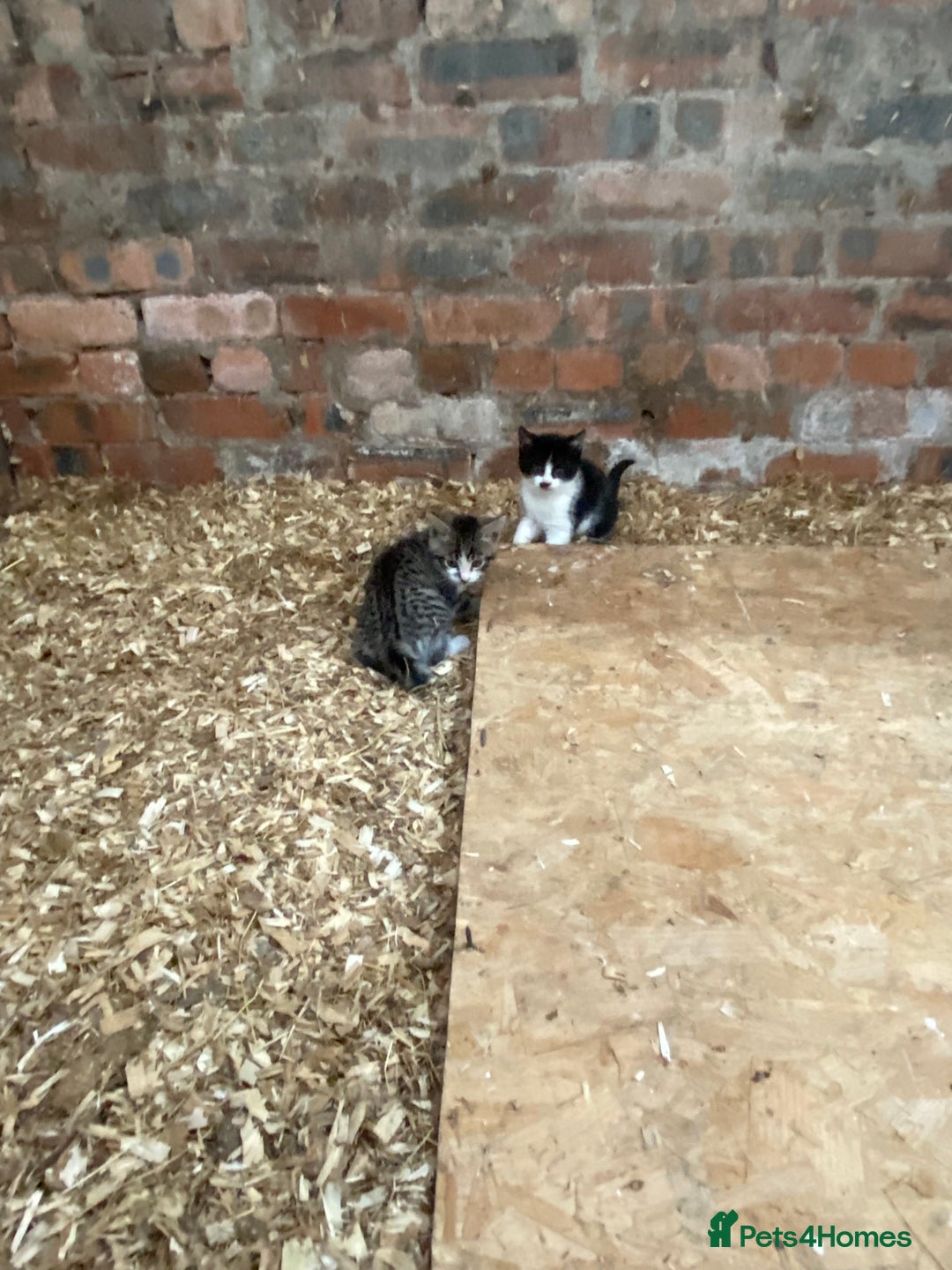 Mixed Breed cats for sale: Beautiful Kittens - Advert 7
