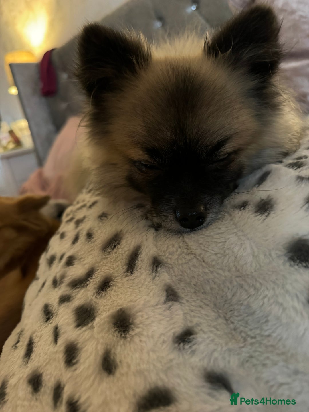Pomeranian dogs for stud: 2kg, KC Registered, Proven, Pomeranian  in Cardiff - Advert 7