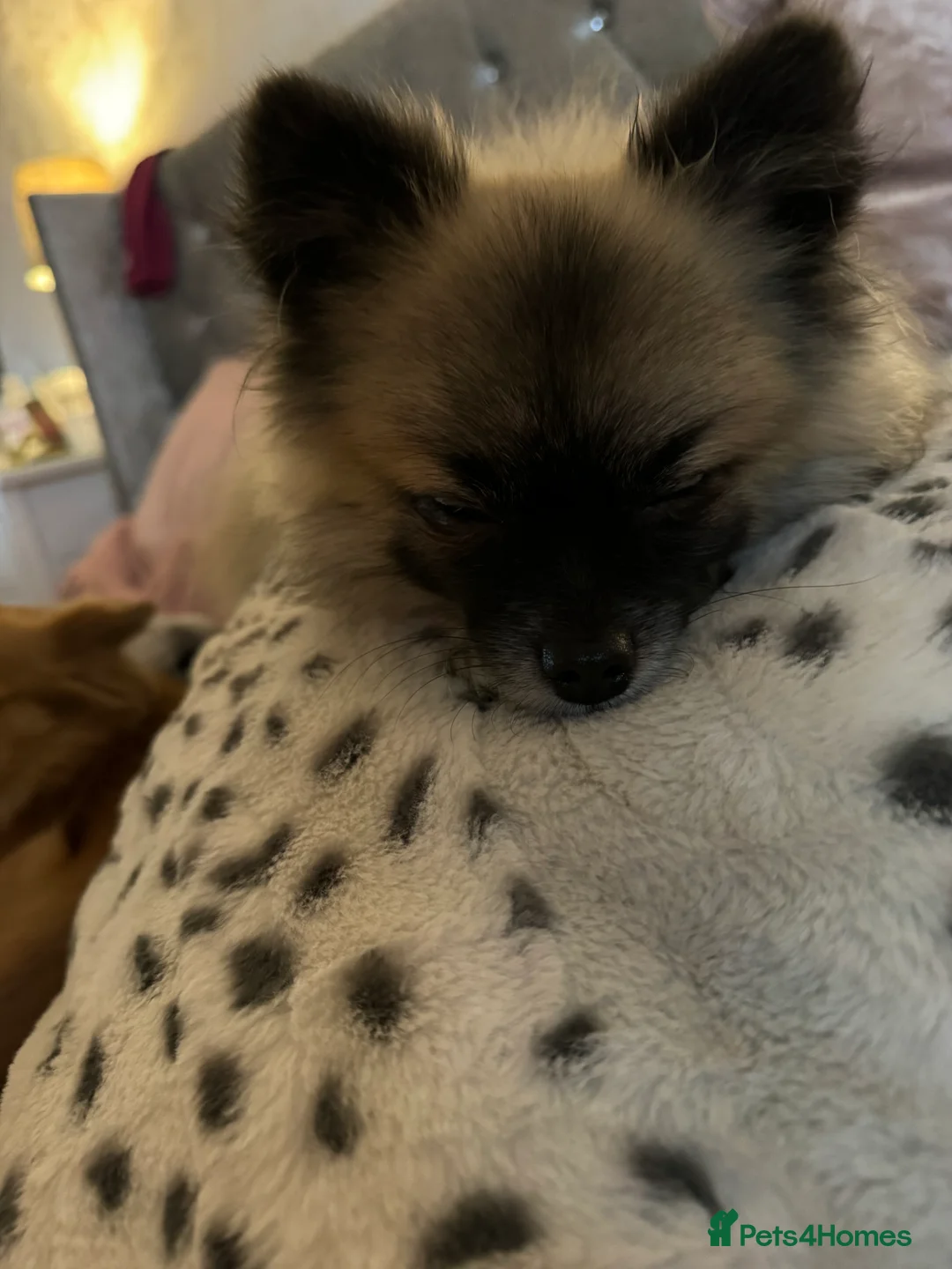 Pomeranian dogs for stud: 2kg, KC Registered, Proven, Pomeranian  in Cardiff - Advert 7
