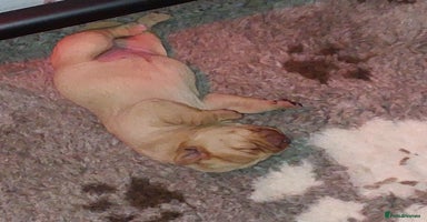 Labrador Retriever dogs - Advert 12
