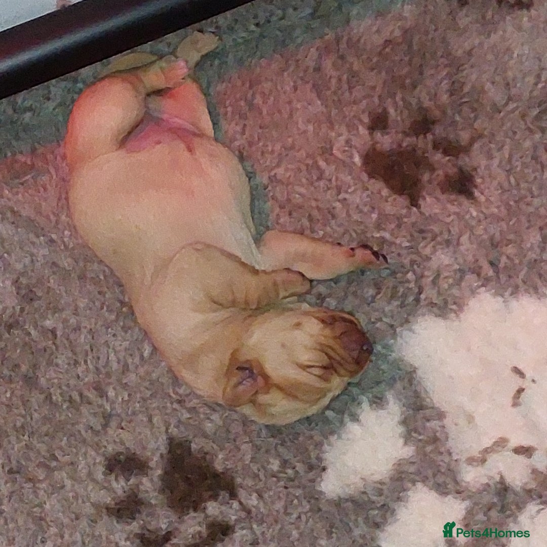 Labrador Retriever dogs for sale: Gorgeous female labrador puppy available Oct 4th  - Image 3