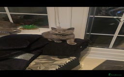 British Shorthair cats for sale: GCCF BSH Kittens pet homes only  - Image 9