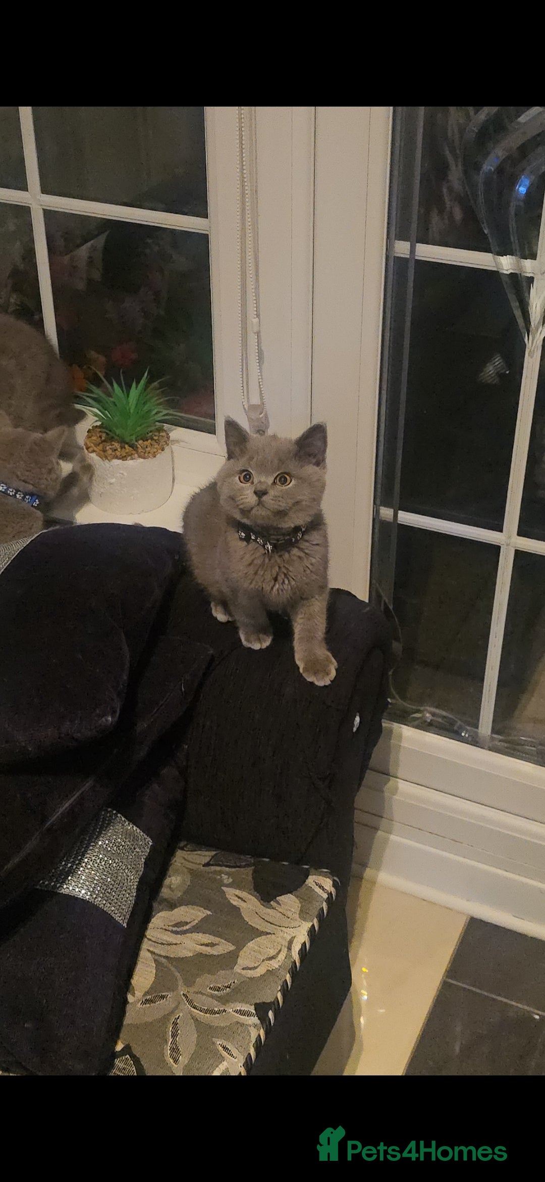 British Shorthair cats for sale: GCCF BSH Kittens pet homes only  - Image 9