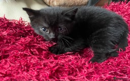 Mixed Breed cats for sale: 6 adorable kittens for sale!  - Image 6