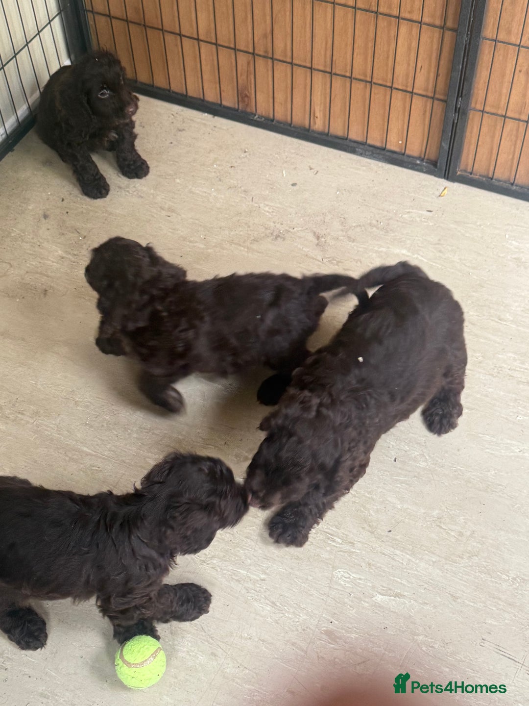 Cockapoo dogs for sale: Cockapoo chocolate f1 - Image 3