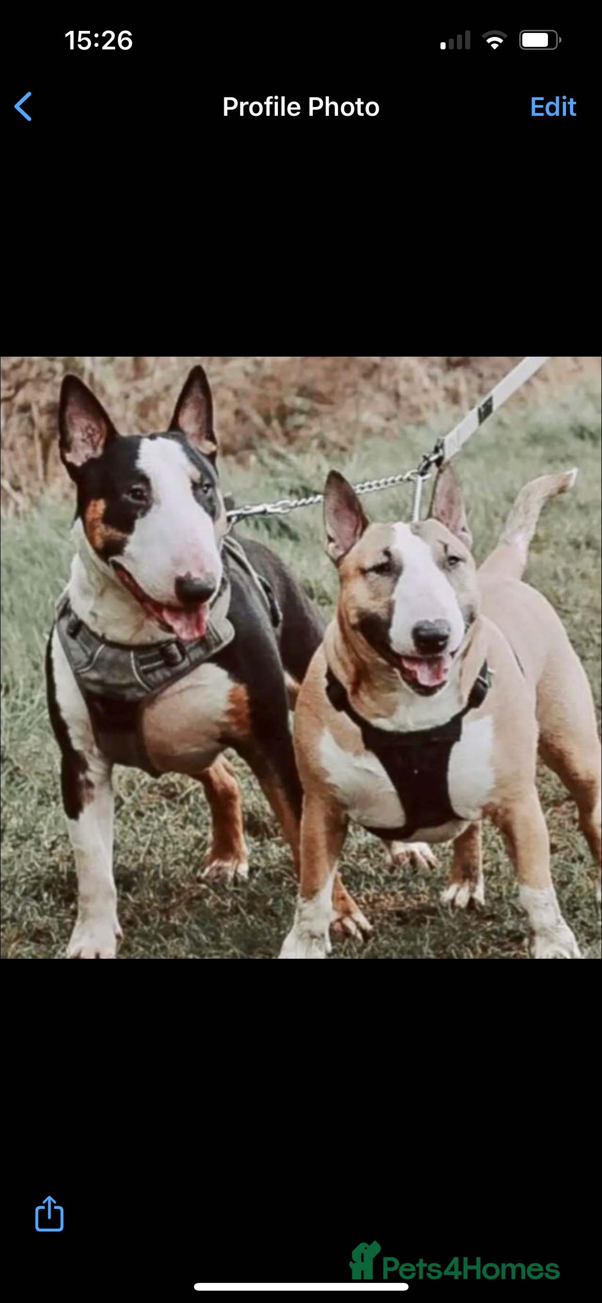 English Bull Terrier dogs LOGAN - Advert 2