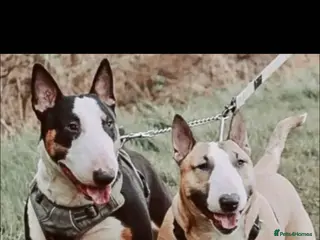 English Bull Terrier dogs LOGAN - Advert 3