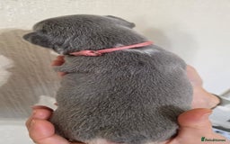 French Bulldog dogs for sale: Beautiful litter of French Bulldogs - Advert 20