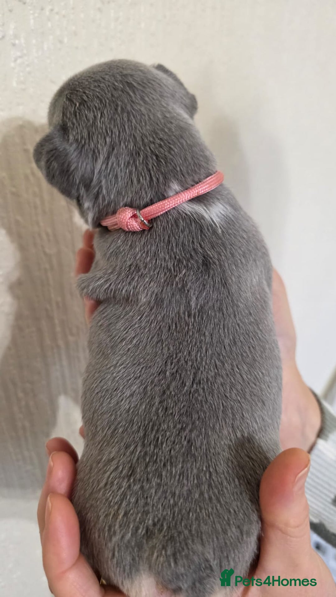 French Bulldog dogs for sale: Beautiful litter of French Bulldogs - Advert 20