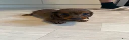 Miniature Dachshund dogs for sale: Miniature Dachshund long haired (KC REG) - Advert 8