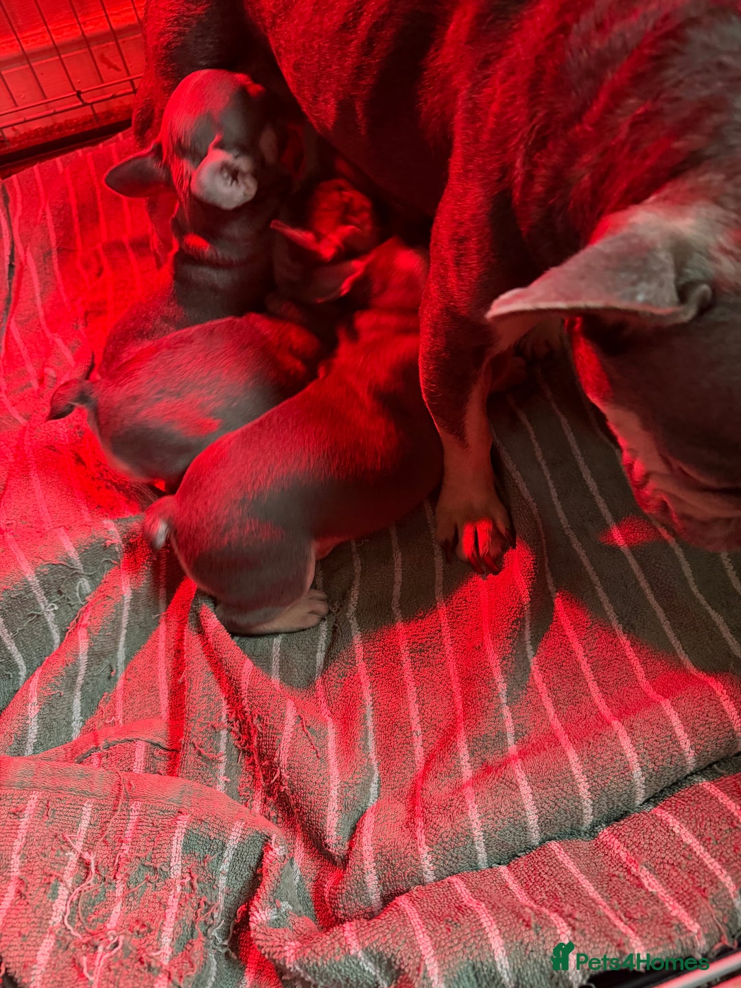 French Bulldog dogs for sale: French bulldogs  - Advert 18