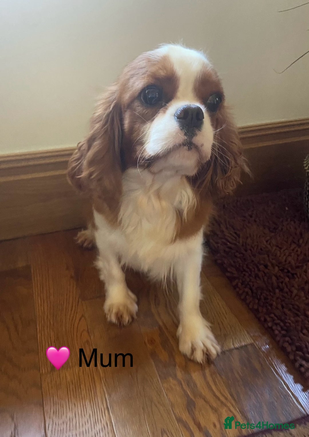 Cavapoo dogs for sale: Stunning Deep Red Health Tested F1 Cavapoos - Advert 7