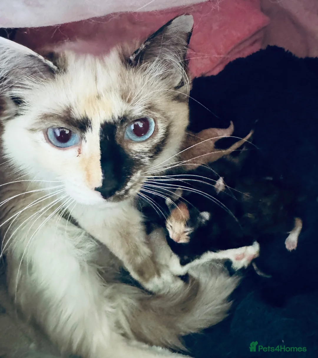 Ragcoon cats for sale: Beautiful Ragcoon kittens - Advert 7
