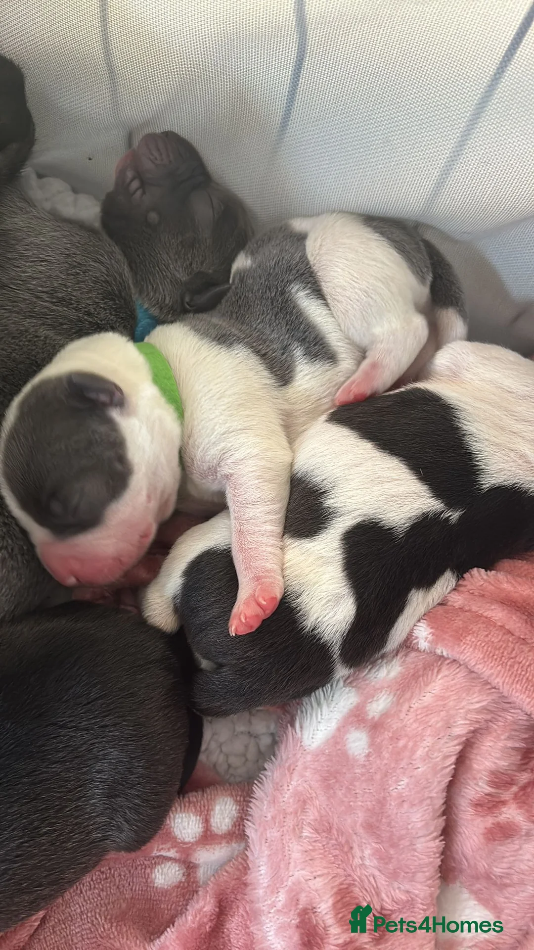 Staffordshire Bull Terrier dogs for sale: Beautiful litre of staffs for sale  in Colchester - Advert 11