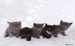 Ragdoll cats for sale: Gorgeous Rare Ragdoll Kittens  - Image 1