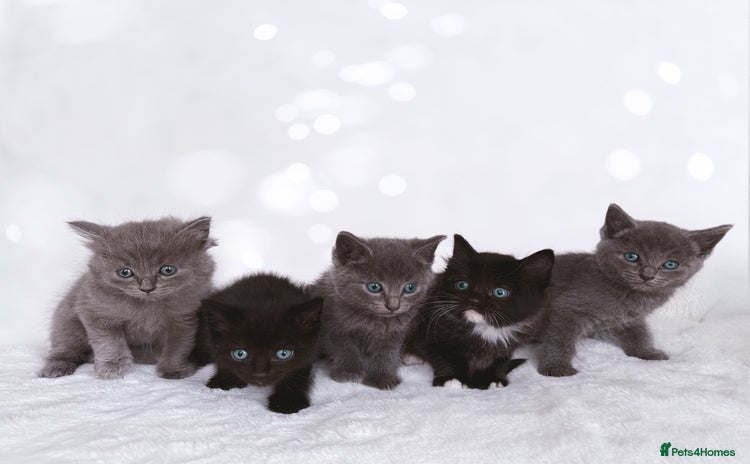 Ragdoll cats for sale - Advert 1