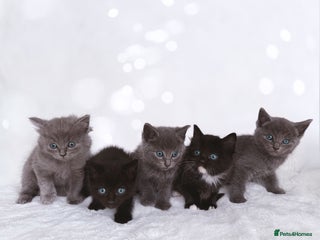 Mixed Breed cats - Advert 21