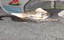 Mixed Breed cats for sale: 3 fluff balls looking for forever homes  - Image 3
