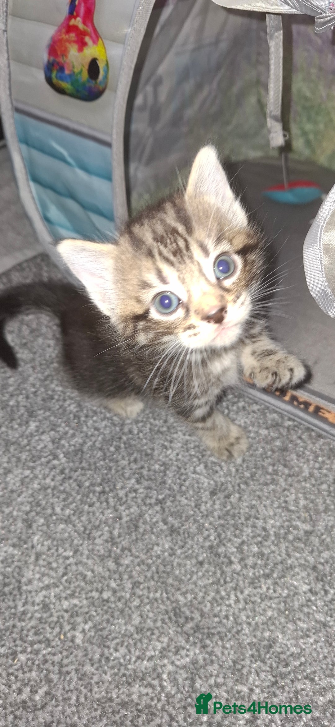 Mixed Breed cats for sale: 3 fluff balls looking for forever homes  - Image 3