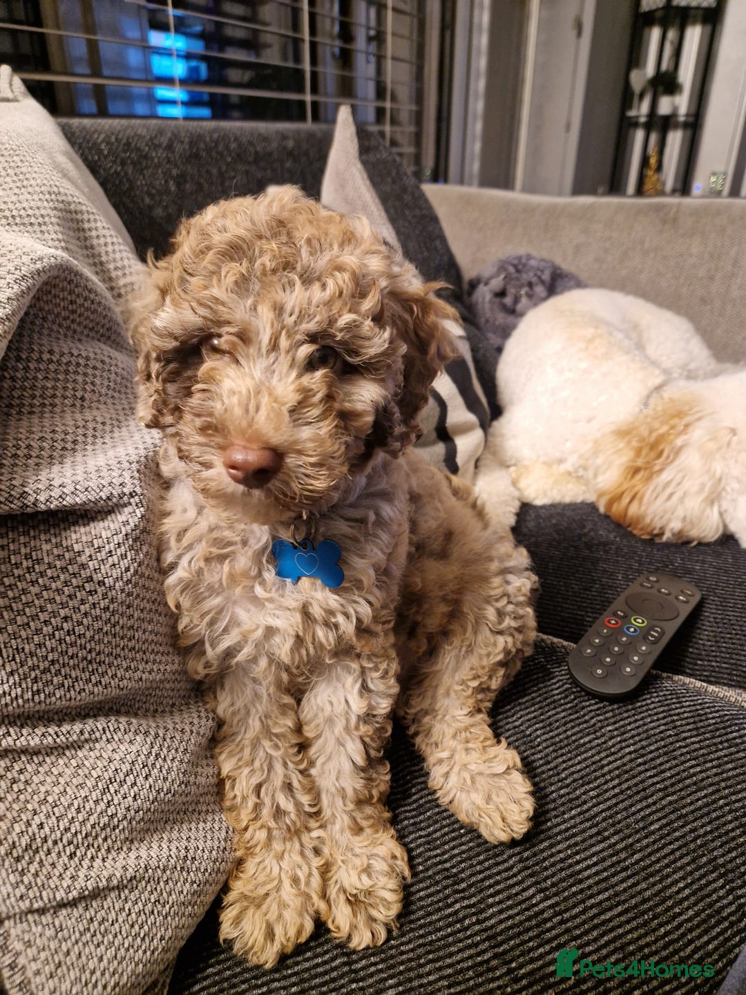 Mixed Breed dogs for sale: Choc chip merle - Advert 4